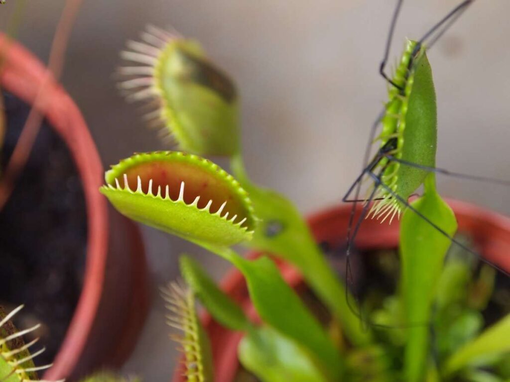 what do venus fly traps eat spiders, flies and other bugs