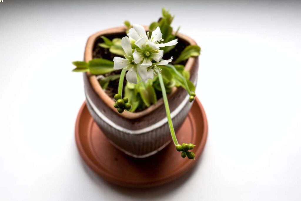 as a potted plant, the venus flytrap flower is quite pretty