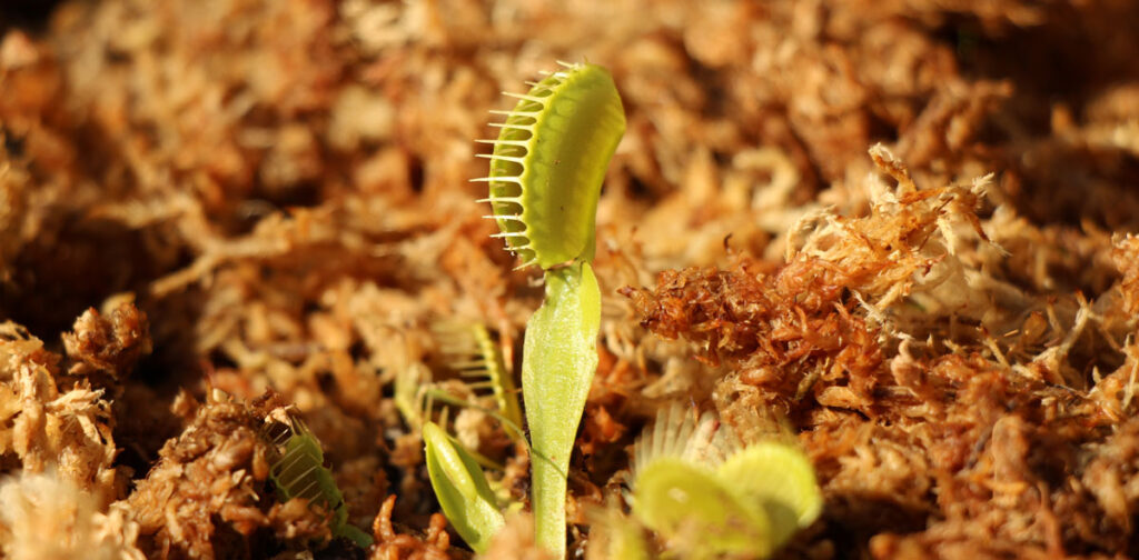 Venus Fly Trap soil surface / direct sunlight