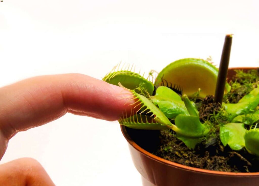 venus fly trap food does not include human fingers!