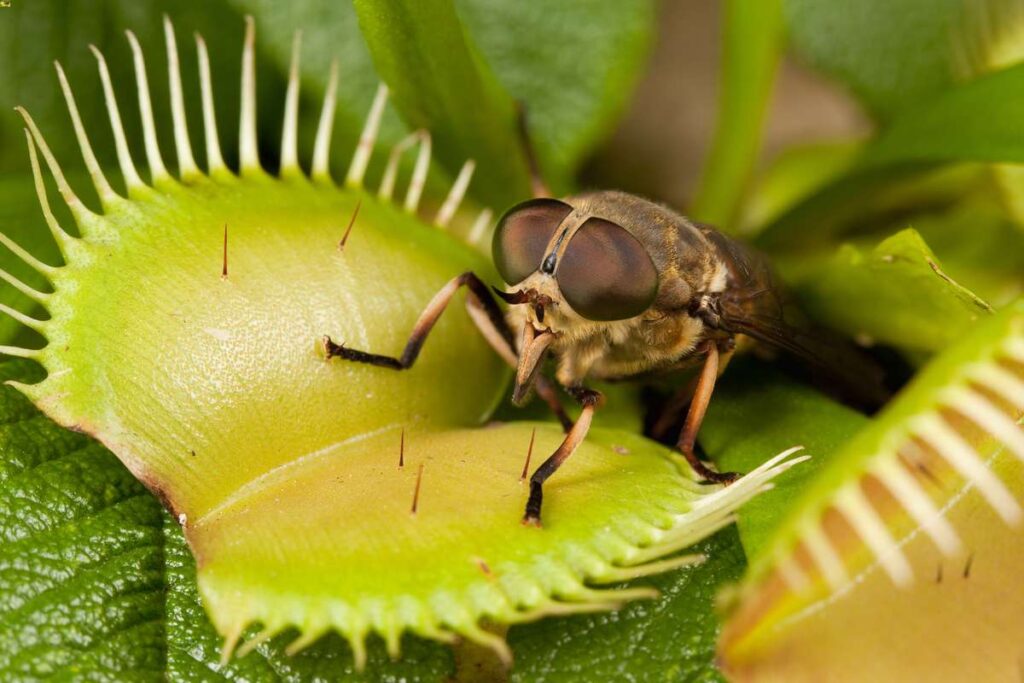 interesting facts about venus flytrap food