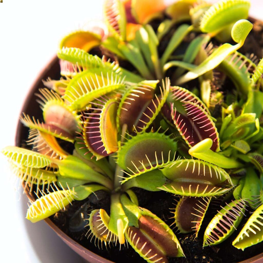 interesting facts about venus flytraps include the red coloring they use to attract and then capture bugs
