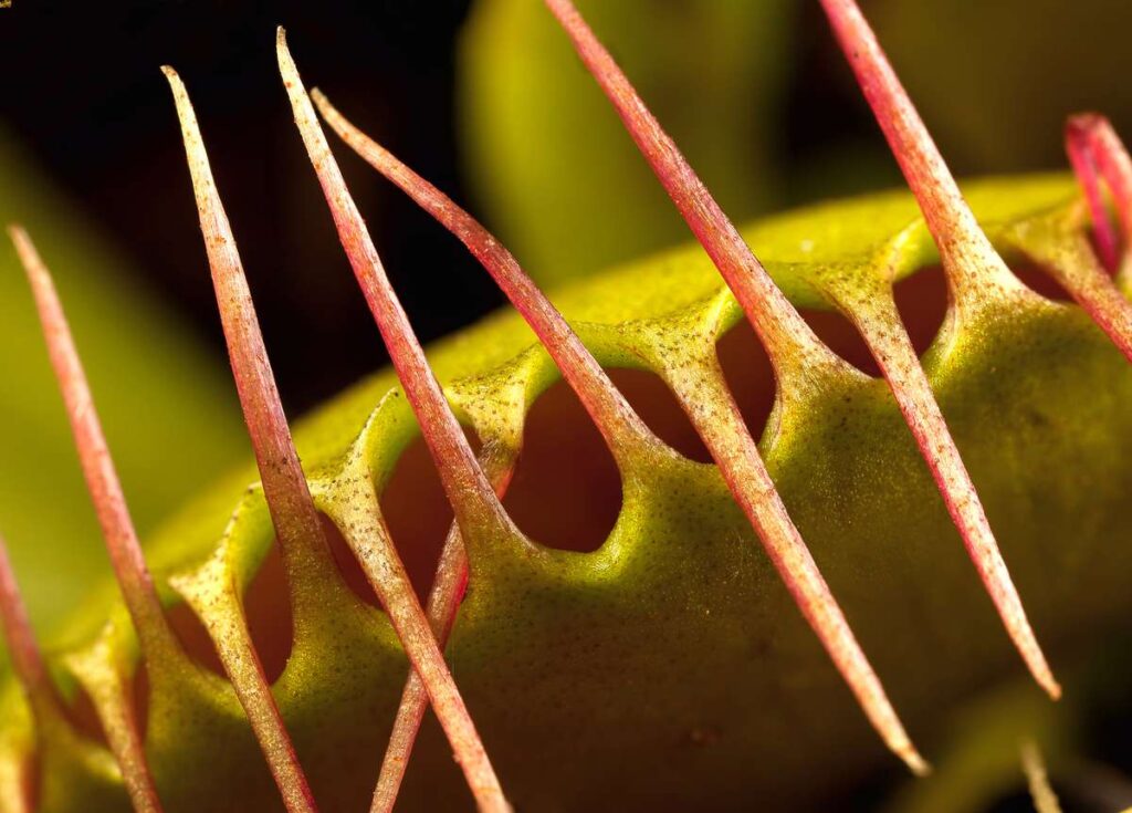 interesting facts about the venus flytrap - one of Charles Darwin favorite carnivorous plants