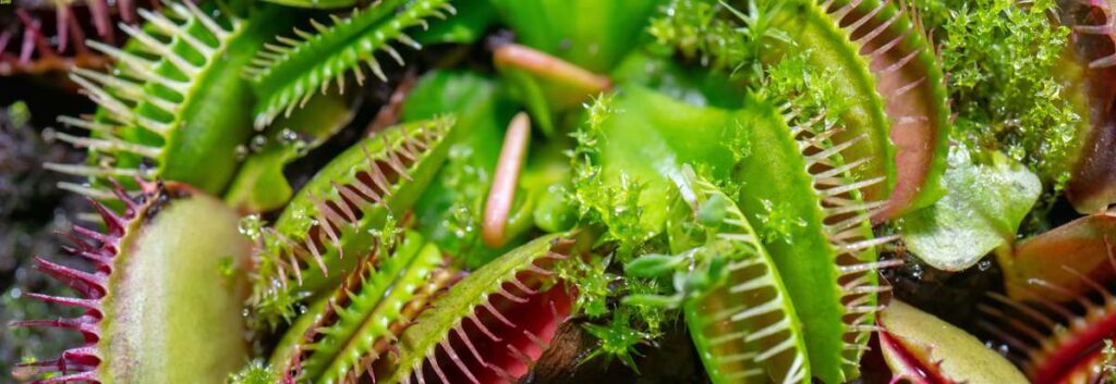 fun venus flytrap facts