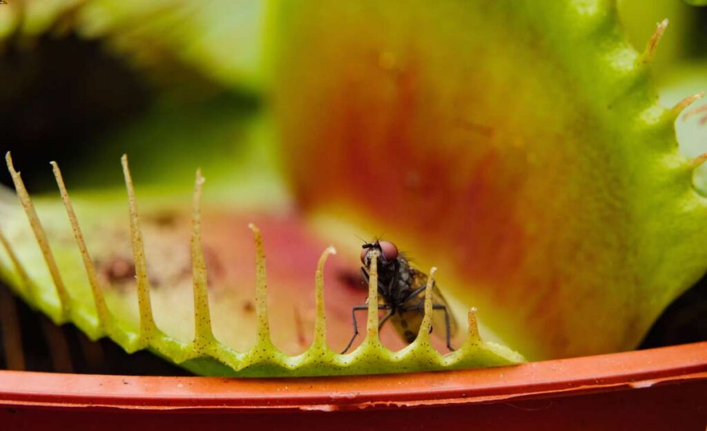 The Venus flytrap is a carnivorous plant that eats flies and other bugs