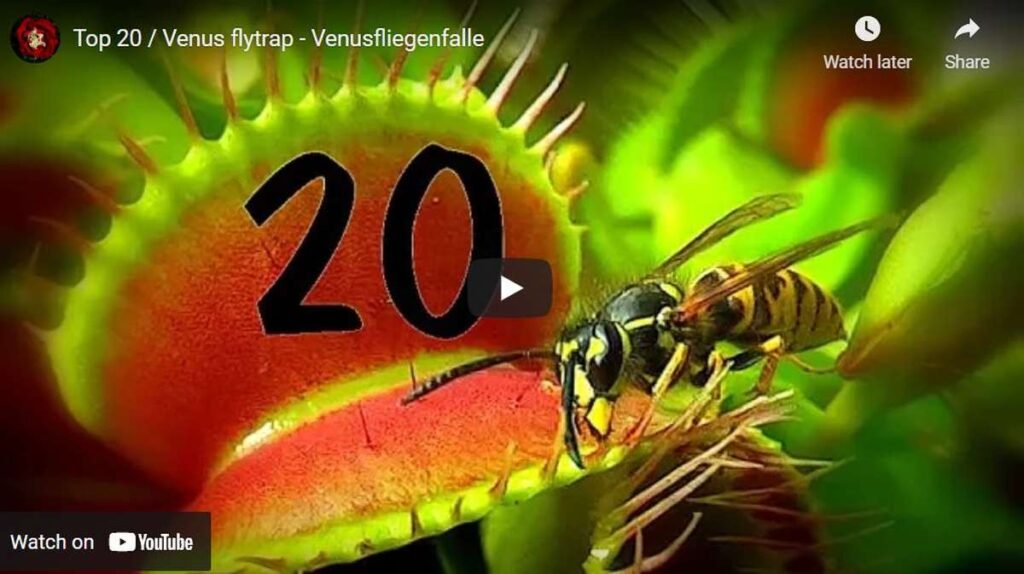 videos of venus flytrap catching insects, bugs, fingers, candy and more!
