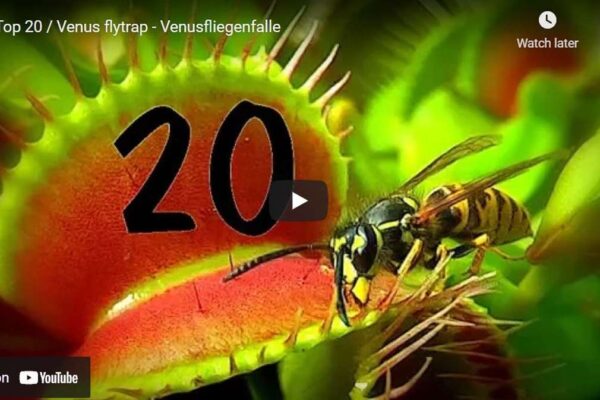 The 10 Best Venus Flytrap Videos