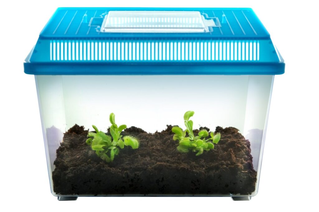 where to buy a venus fly trap in terrarium