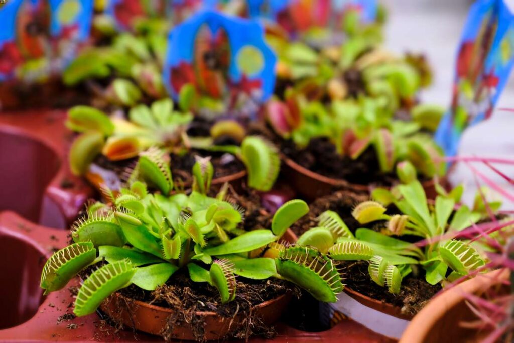 a guide on how to take care of venus fly traps indoors