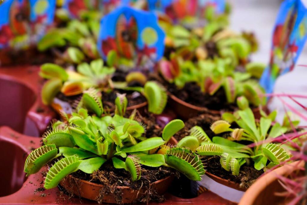 How to Care for Venus Flytraps Indoors