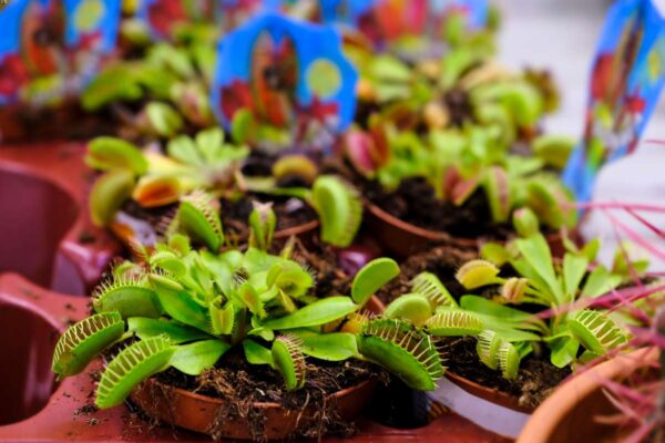 A Guide to Buying Venus Flytraps Online