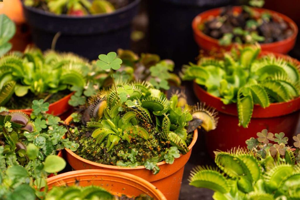 indoor Venus fly trap plants
