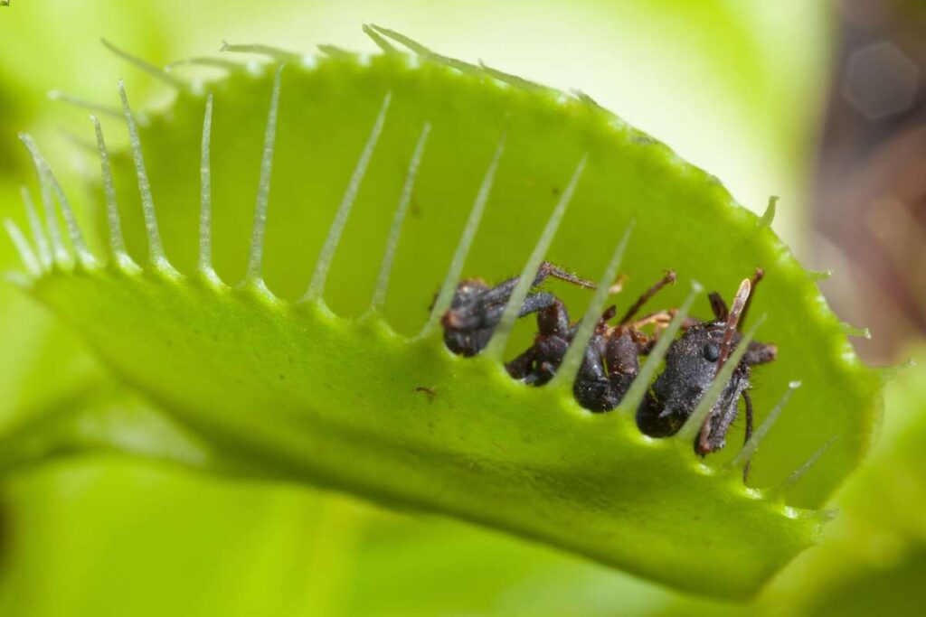 when deciding what to feed a Venus flytrap, keep in mind that ants make up 1/3 of a venus flytraps diet in the wild