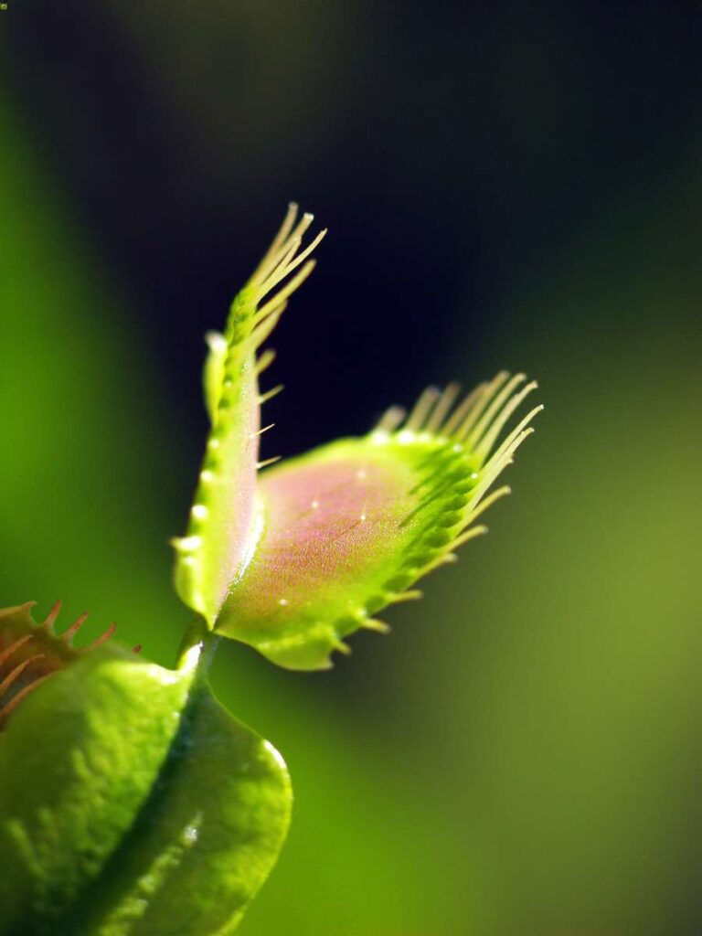 do venus fly traps need sunlight and bugs