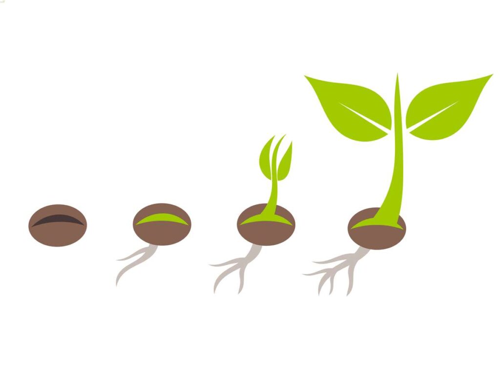 how to plant Venus flytrap seeds