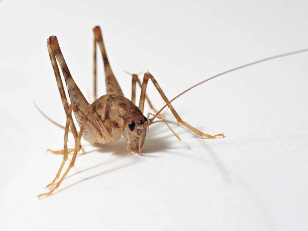 feeding a Venus flytrap crickets