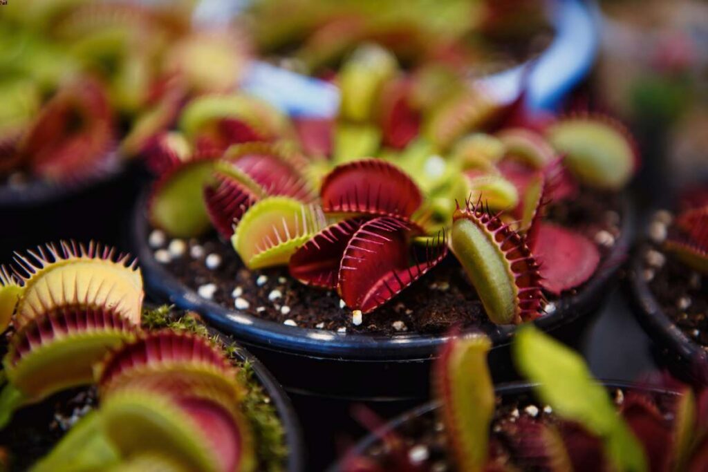 venus fly trap care