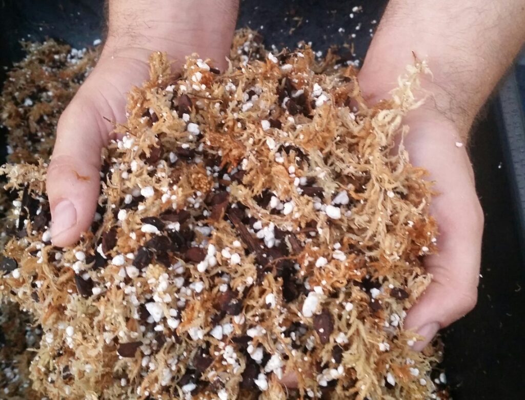 venus flytrap care requires the proper soil mixture