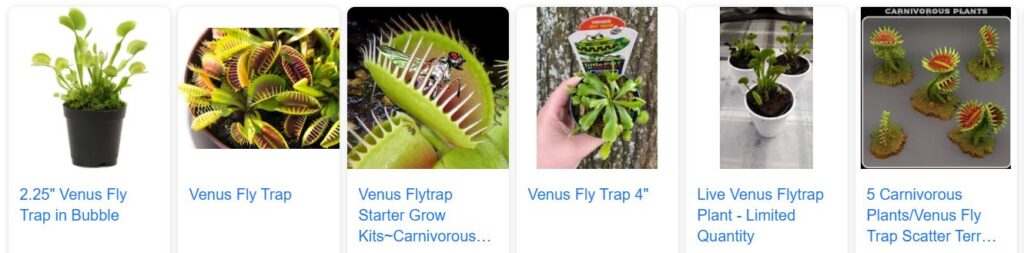 how to buy venus fly trap online