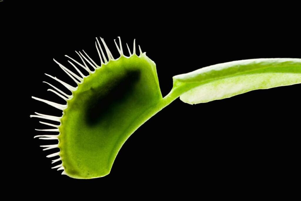 guide to feeding a Venus flytrap