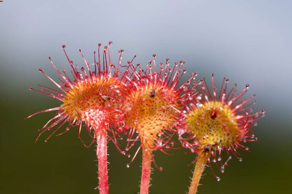 insectivorous plants book by Charles Darwin has a detailed focus on the Sundew carnivorous plant (drosera rotundifolia)