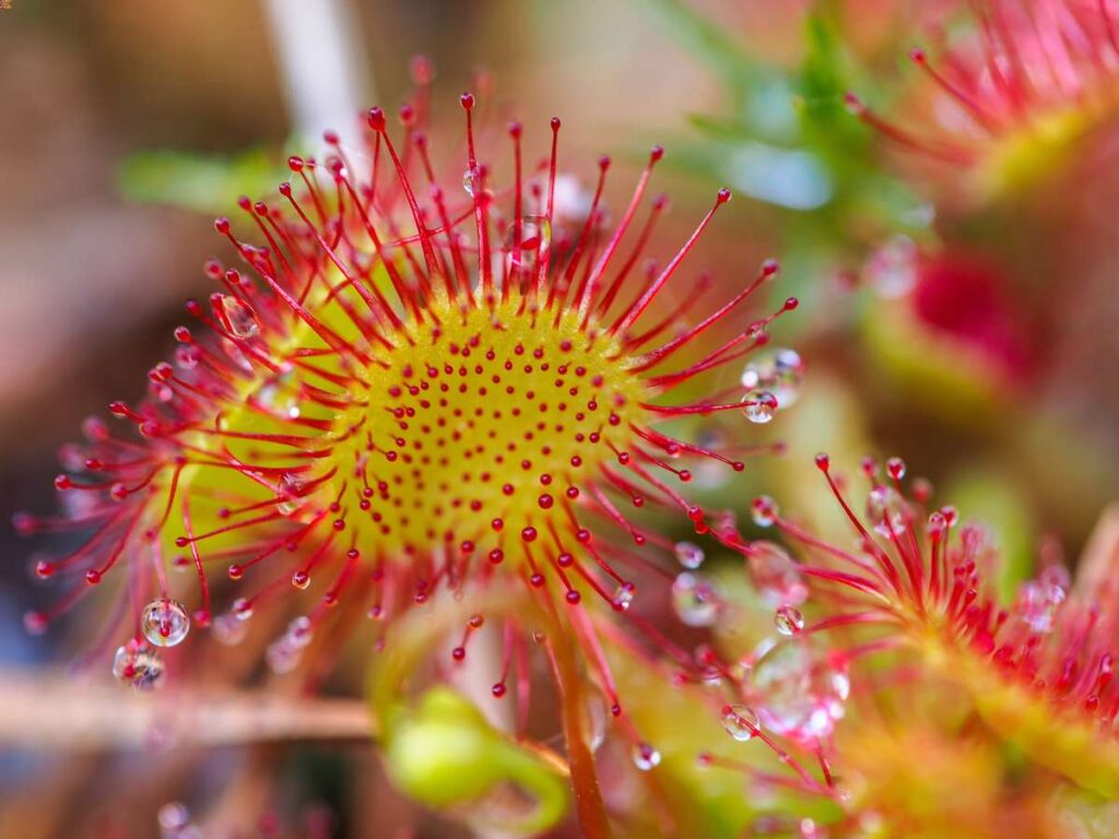 Chapter 1 of Charles Darwin's book Insectivorous Plants is all about the Sundew carnivorous plant