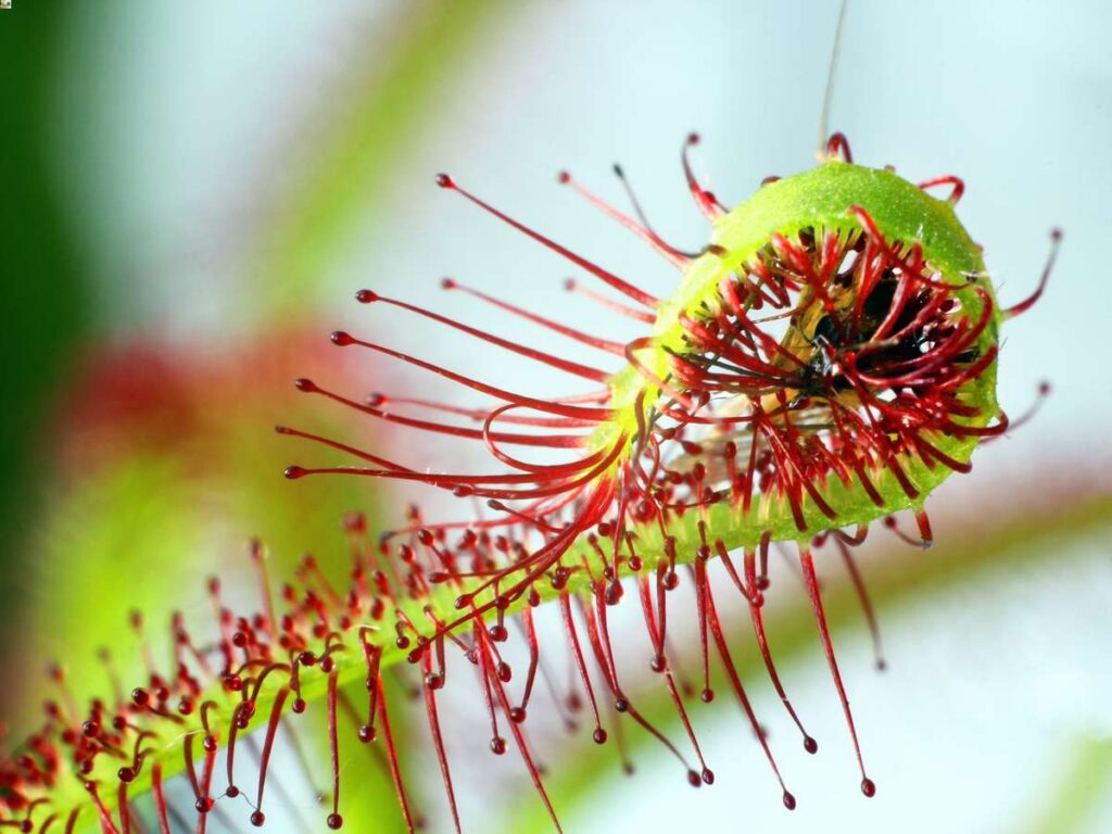 Sundews are one of the most popular types of carnivorous plants