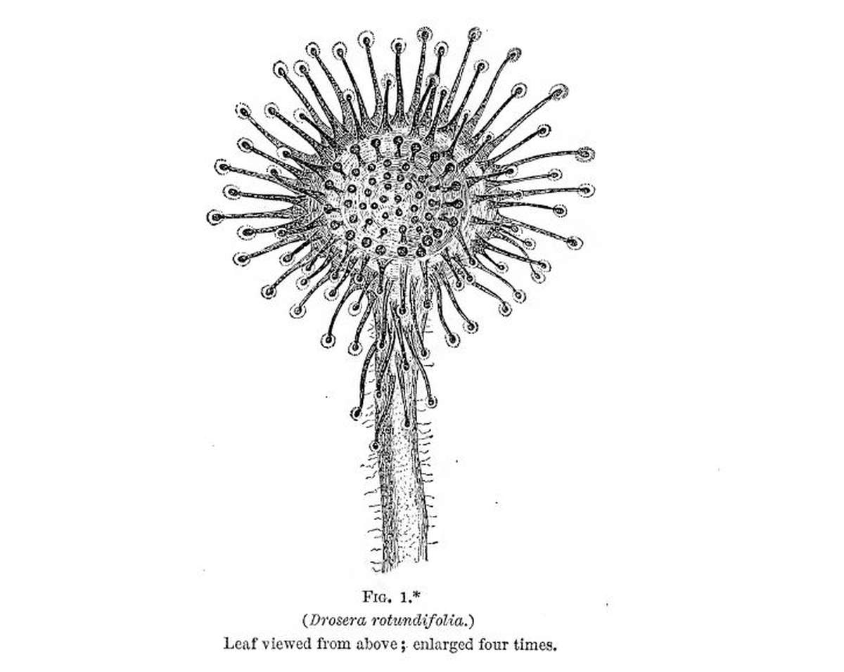 Charles Darwin - Insectivorous Plants Book - Figure 1 - Drosera Rotundifolia (A common sundew carnivorous plant)