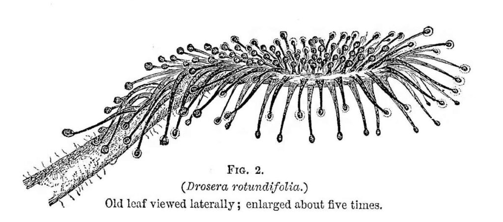 Charles Darwin book on Carnivorous plants - Figure 2 - Drosera Rotundifolia - Old leaf viewed laterally - enlarged five times