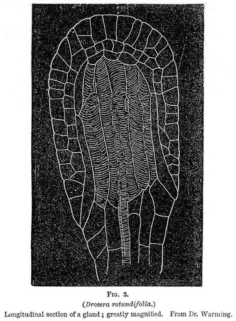 Charles Darwin book about Carnivorous Plants - Figure 3 - a sundew