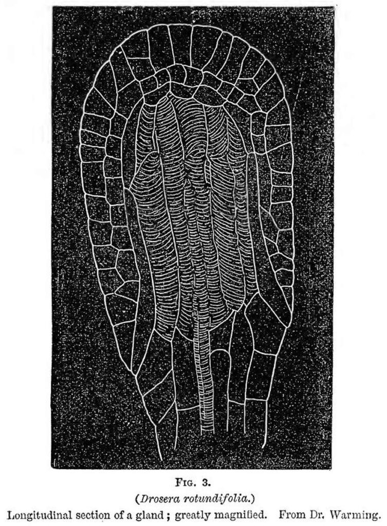 Charles Darwin book about Carnivorous Plants - Figure 3 - a sundew 