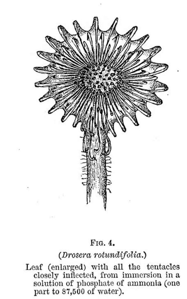 Charles Darwin book on carnivorous plants - Figure 4 - Sundew