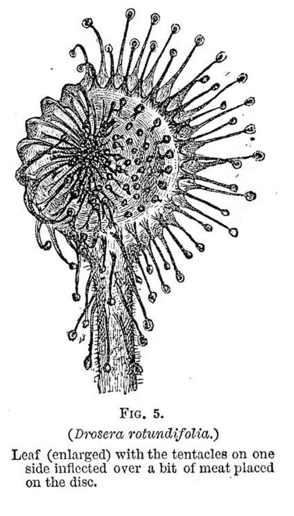Charles Darwin Venus flytrap book - Figure 5 - Drosera Rotundifolia - Sundew