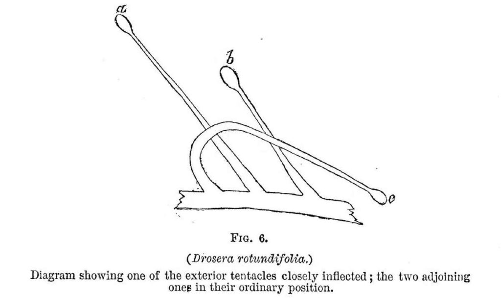 Charles Darwin book - Insectivorous Plants - Figure 6 - Sundew plant