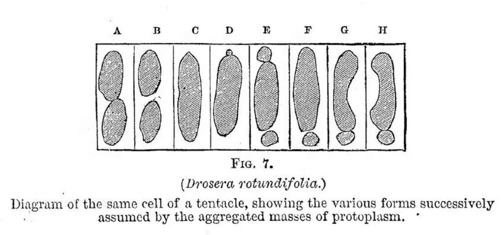 insectivorous plants - a Darwin about sundew and venus flytrap carnivorous plants