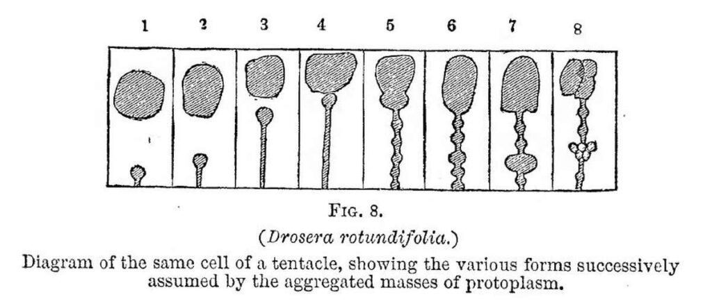 Figures from Charles Darwin book Insectivorous Plants