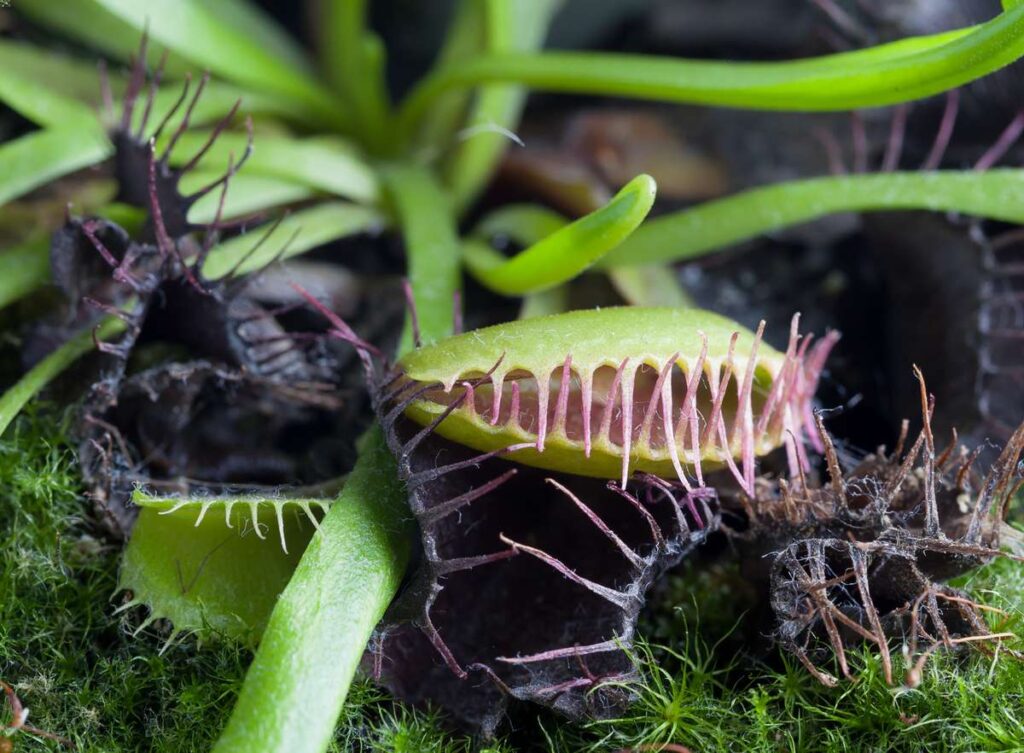 a venus flytrap leaves will turn black during winter dormancy