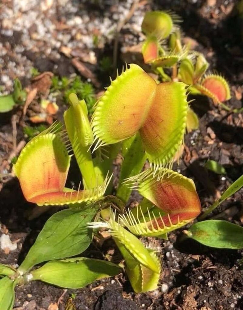 take care of a venus fly trap outside