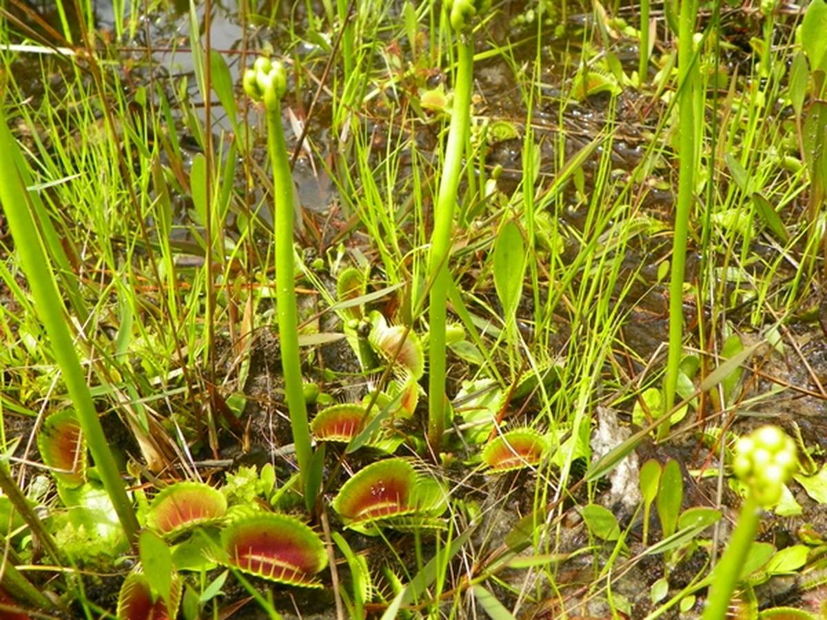 How to Care for Venus Flytraps Outdoors VENUS FLYTRAPS