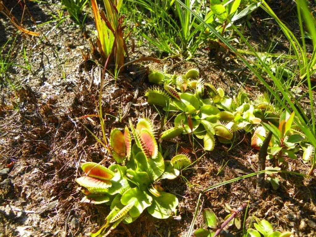 how to keep a venus fly trap alive outside