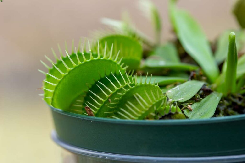 caring for venus flytraps indoors