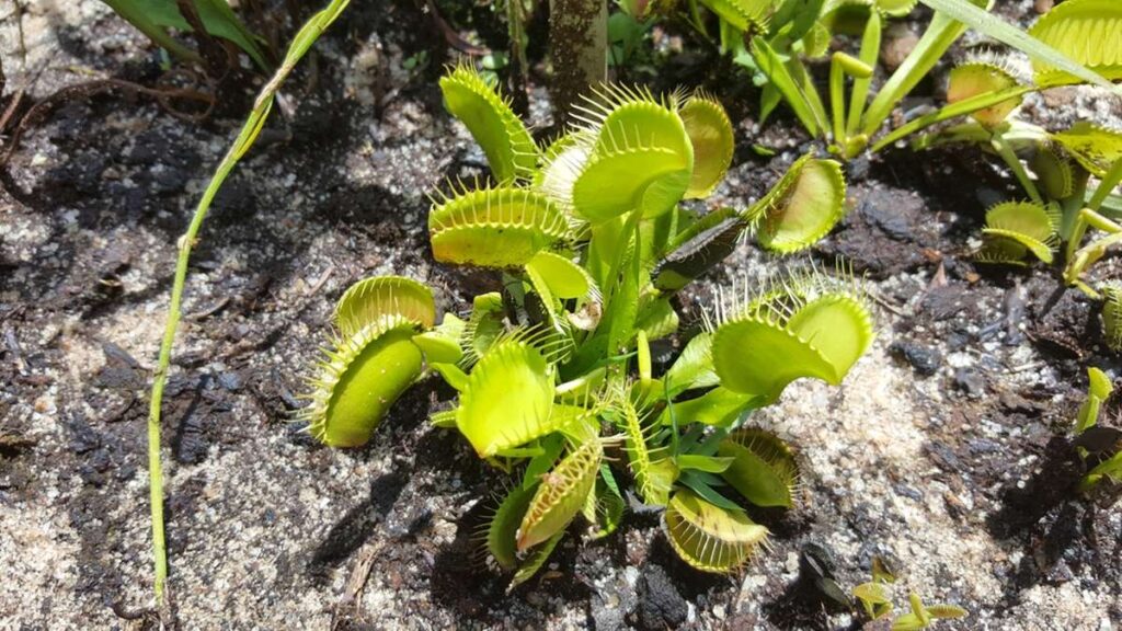tips to care for venus flytraps outside