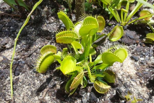 How to Care for Venus Flytraps Outdoors