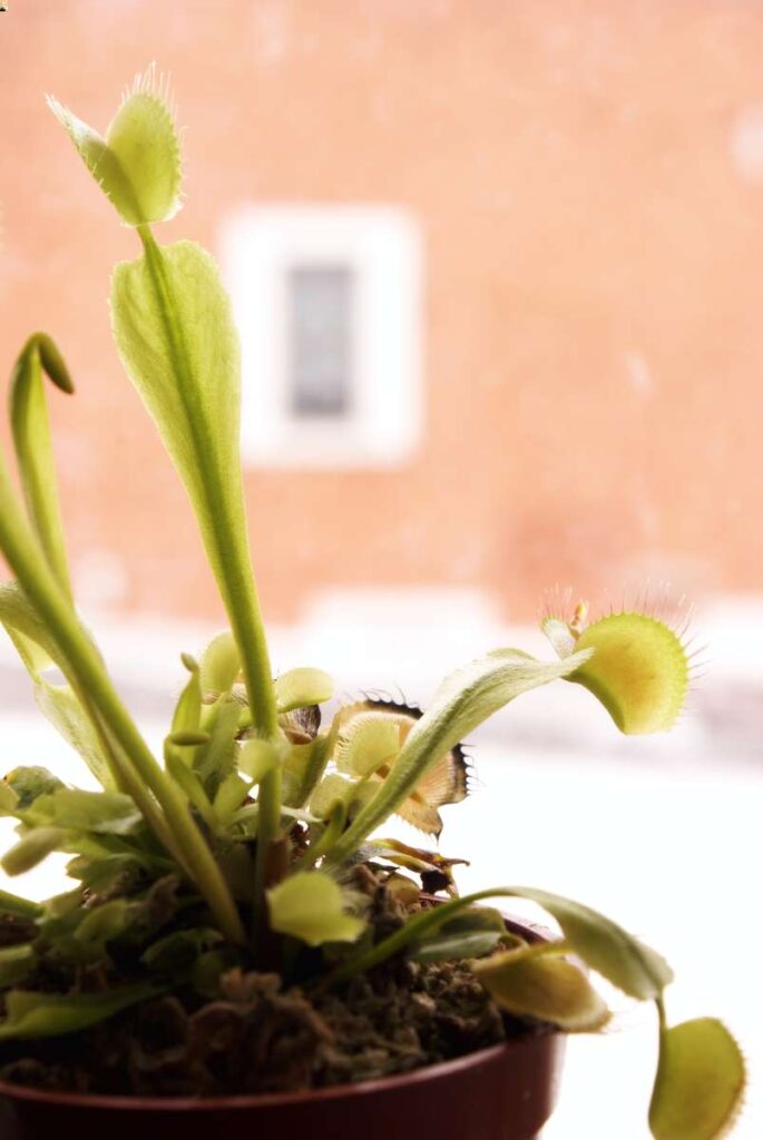 how to take care of a venus fly trap indoors