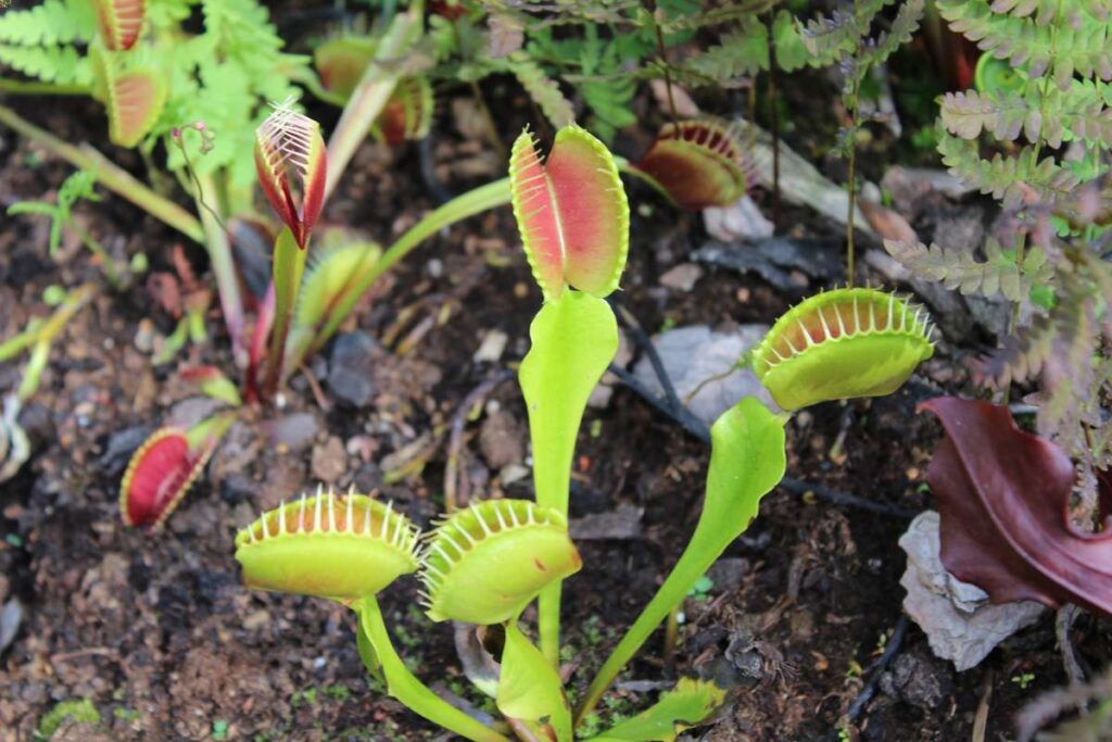 outside care of a venus fly trap