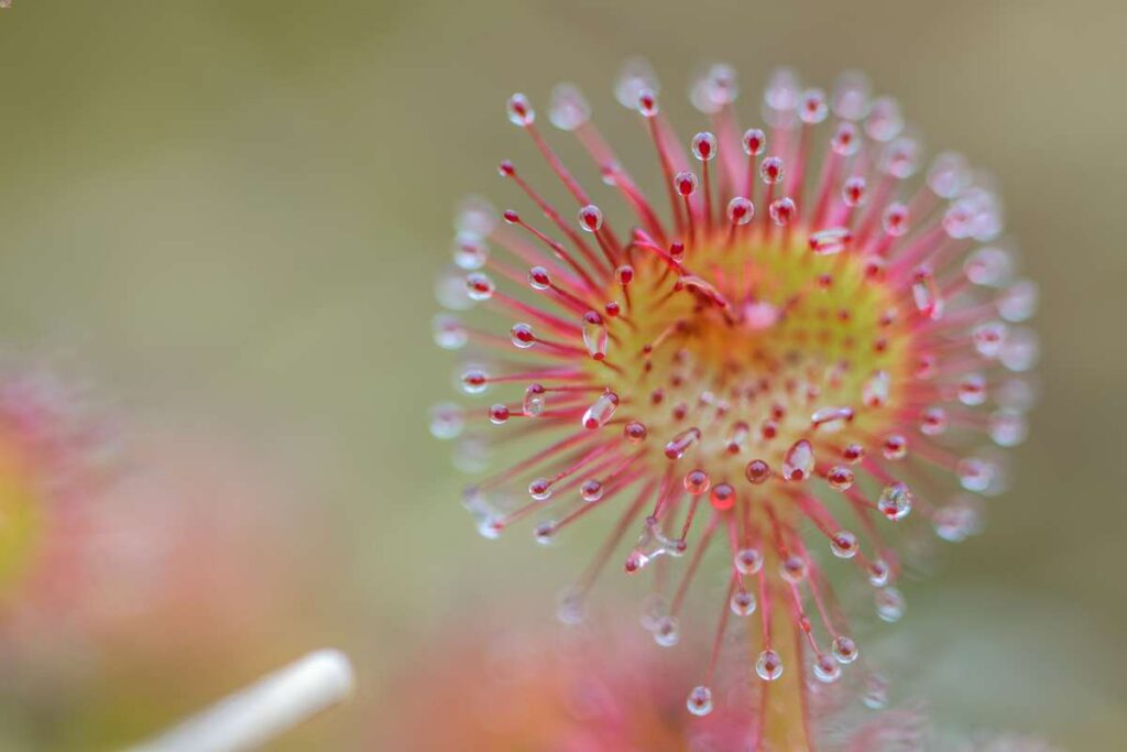 Chapter 4 of Charles Darwin's book Insectivorous Plants is all about the effect of heat on the leaves of Sundew carnivorous plants