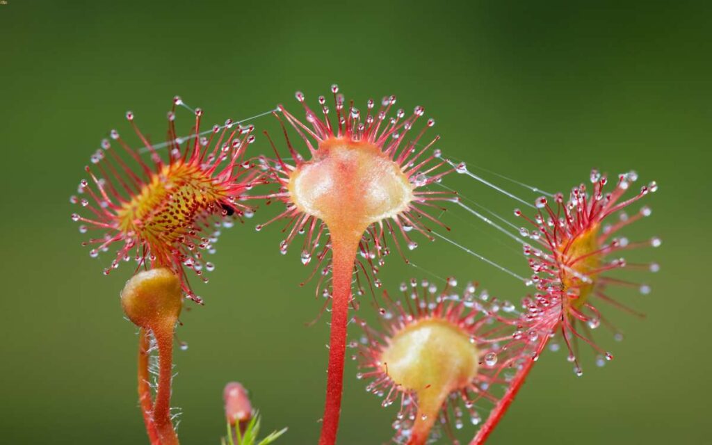 Insectivorous Plants by Charles Darwin - Chapter 5 focuses on the effects of various liquids on the carnivorous Sundew plant