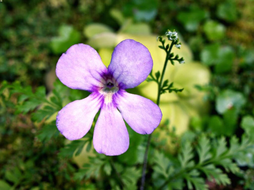 carnivorous plants species list