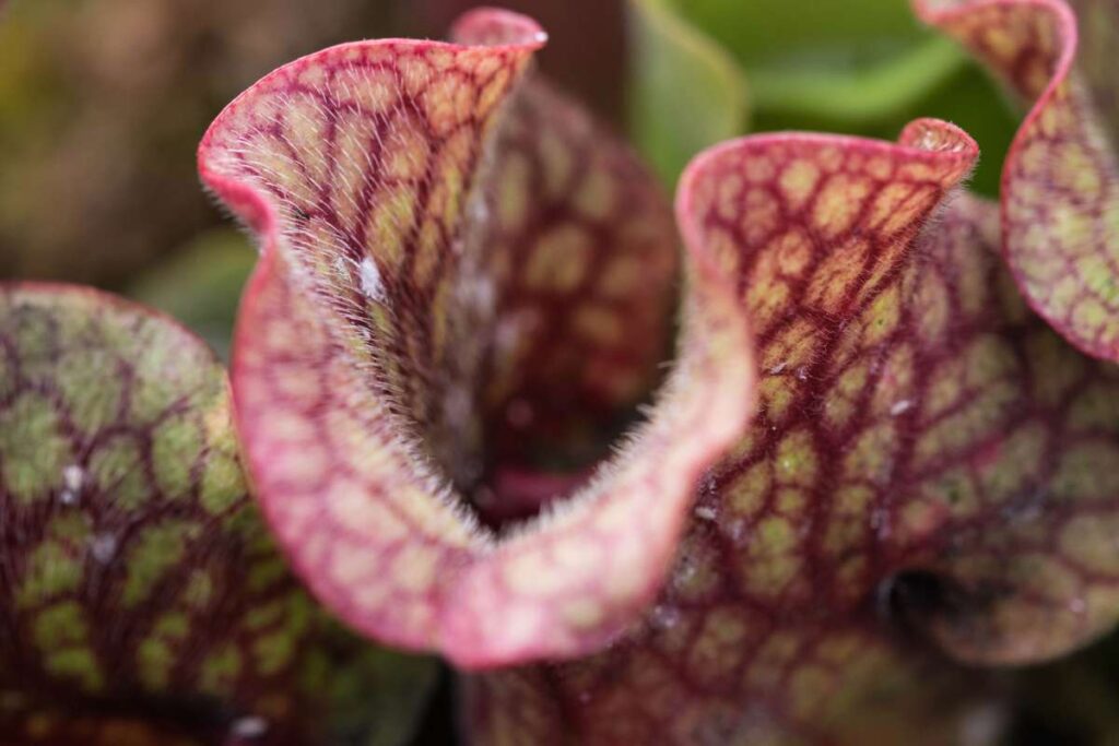 The California Pitcher Plan (Darlingtonia Californica) is one of the most interesting california carnivorous plants