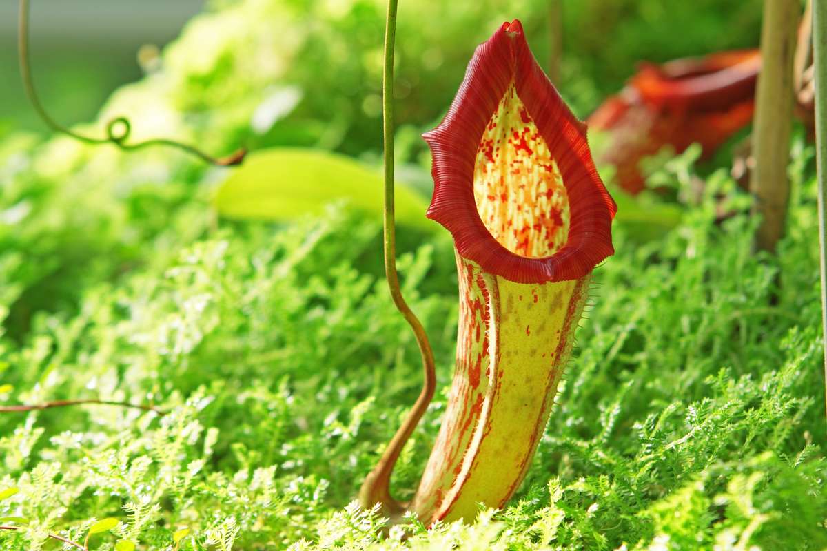 Carnivorous plants aren't as cool as you think